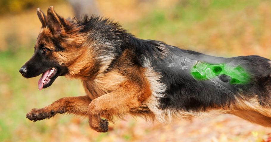 5 Tipps zur Vorbeugung von Gelenkproblemen bei deinem Hund