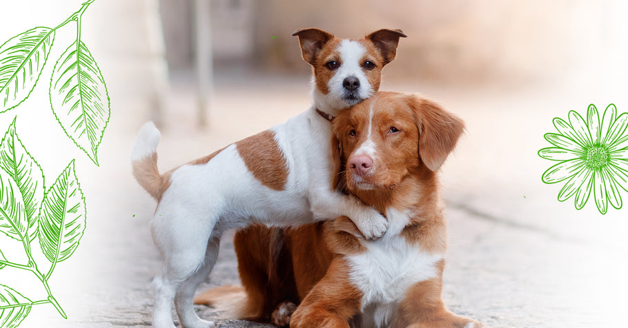 Die 10 besten Tipps zum Hundetraining